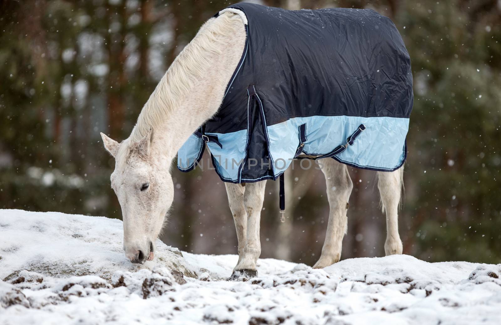 White Horse in blanket