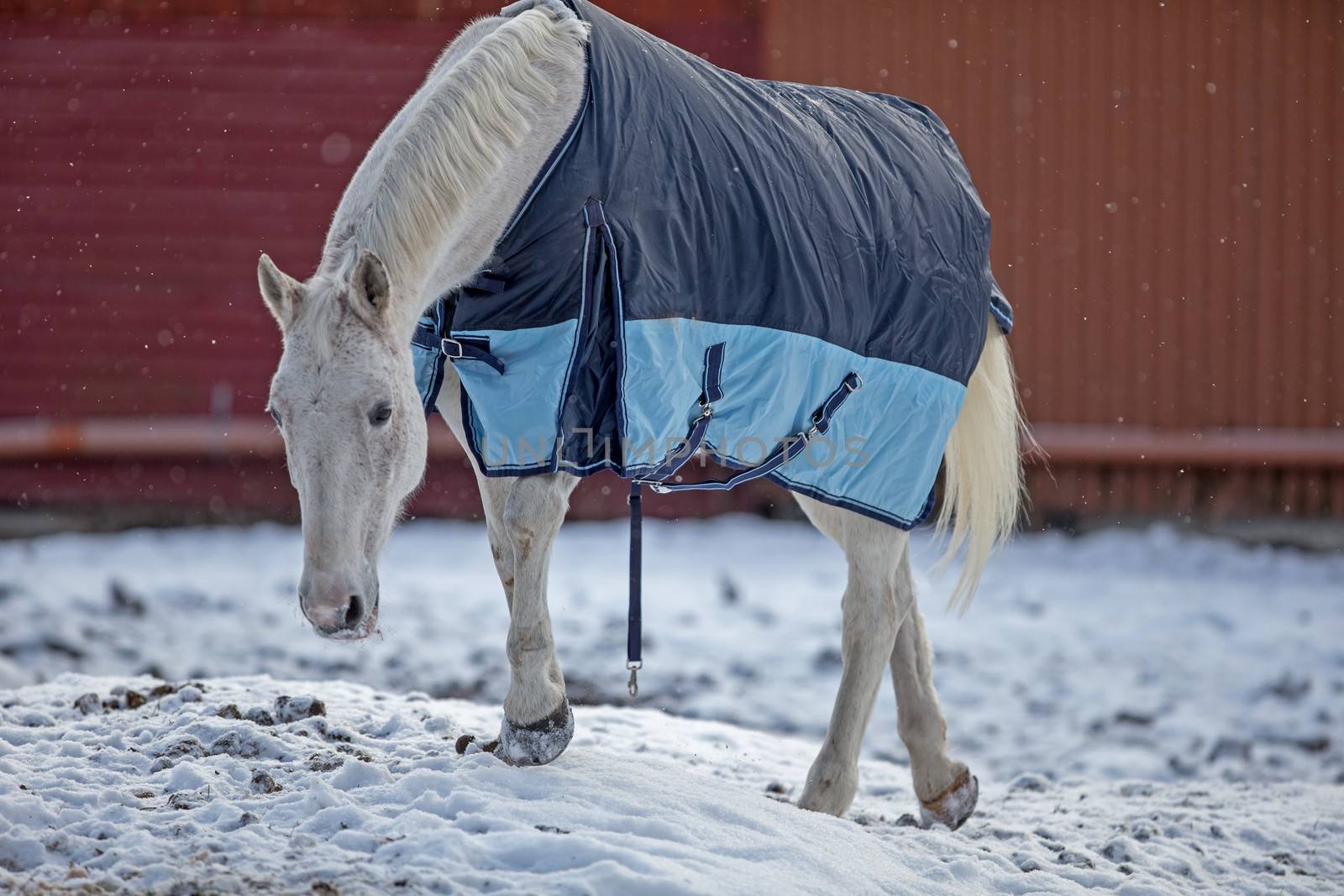 Horse ouside in blanket