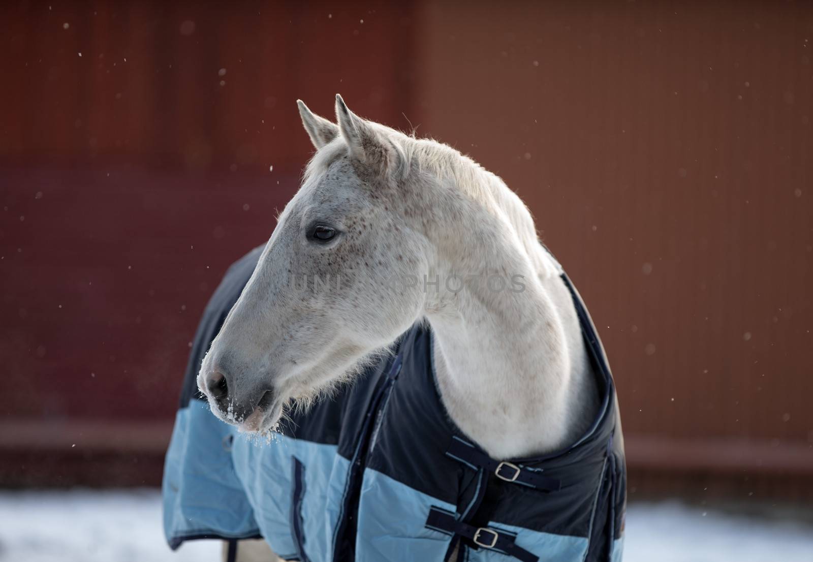 Horse in winter time