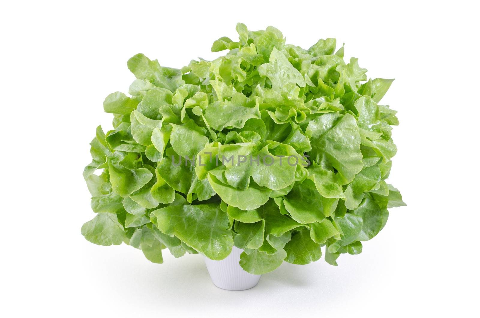 Green oak leaf lettuce by 9george