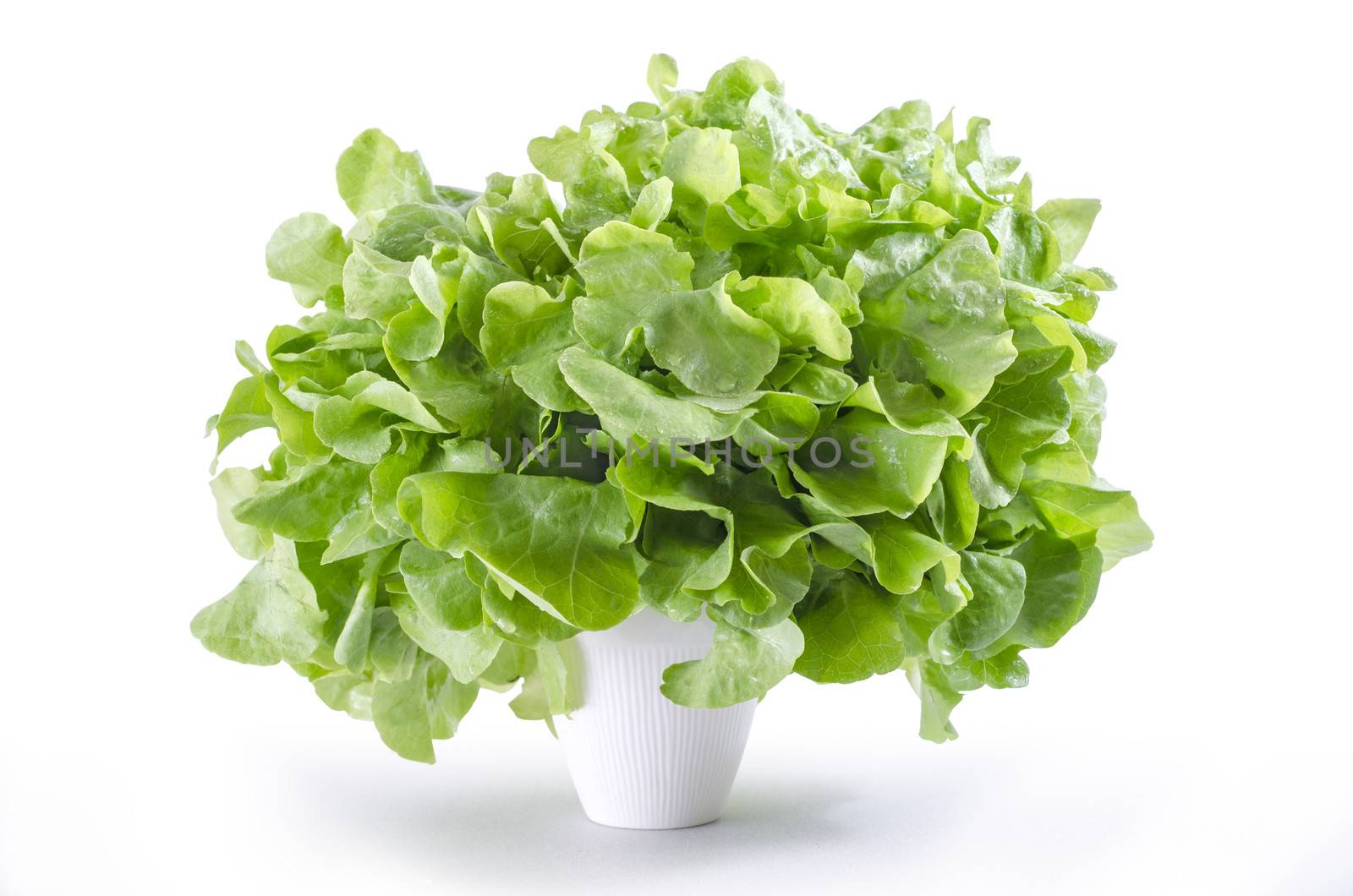 fresh green oke  salad leaves isolated on white background