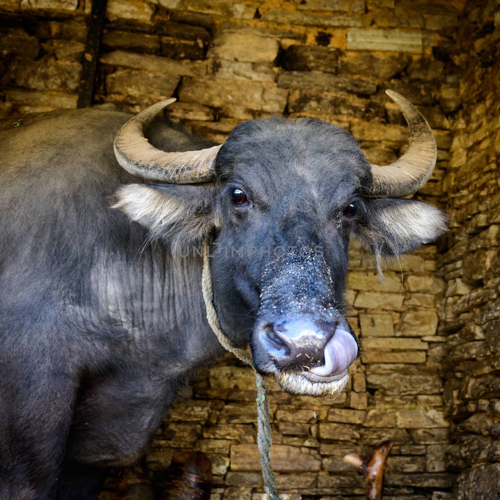 Nepalese buffalo licking its own nose