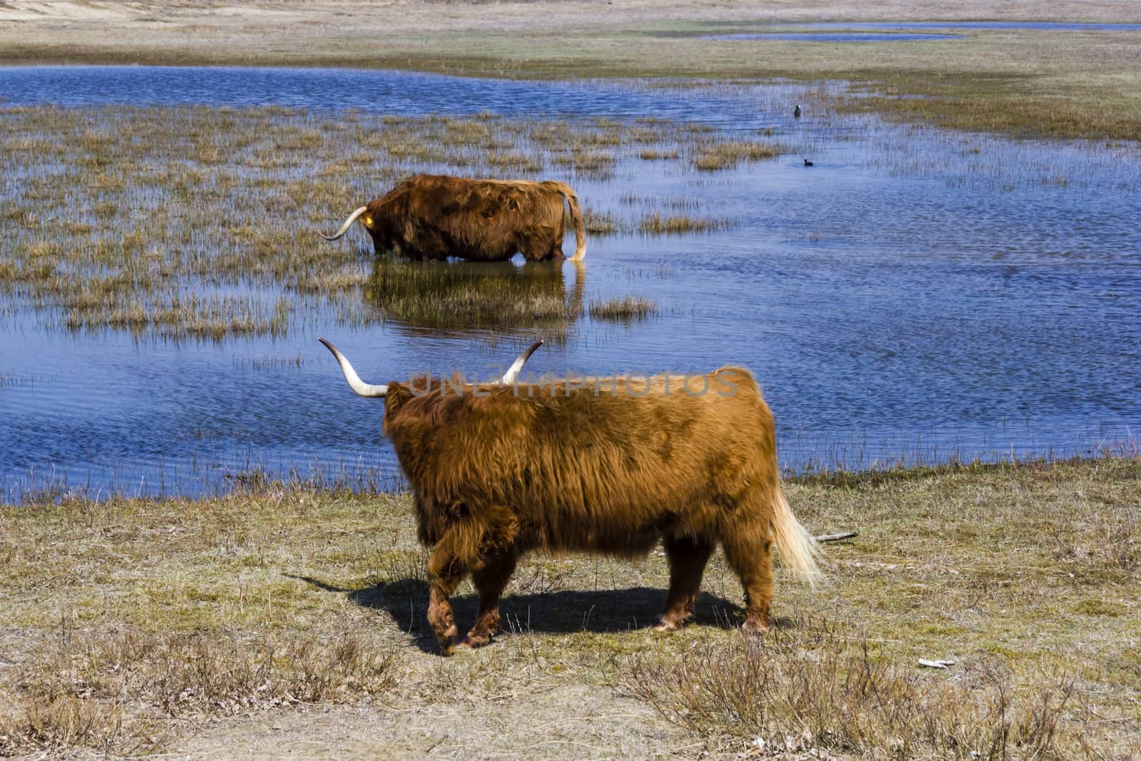 Cattle scottish Highlanders, Zuid Kennemerland, Netherlands