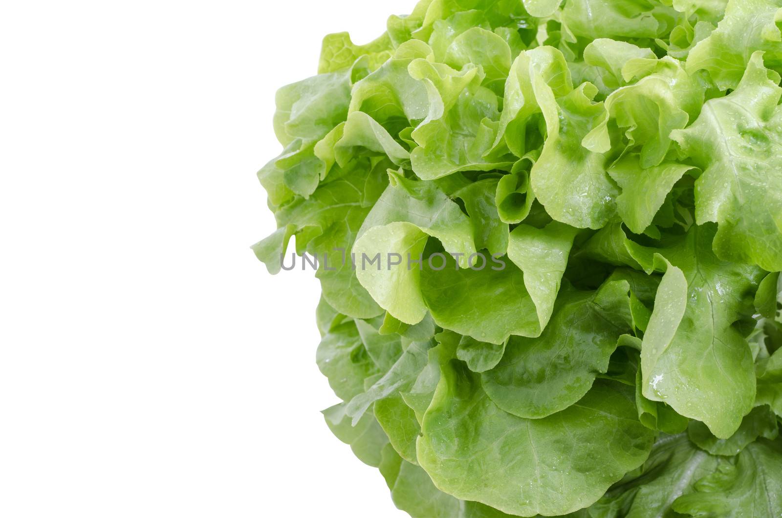 fresh green oke  salad leaves isolated on white background