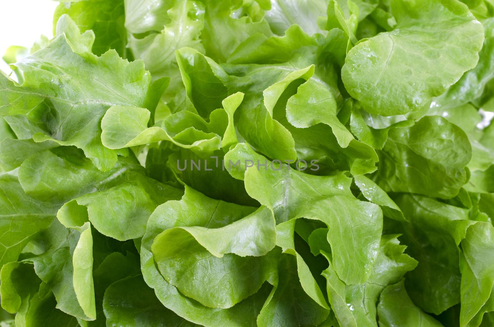 fresh green oke  salad leaves isolated on white background