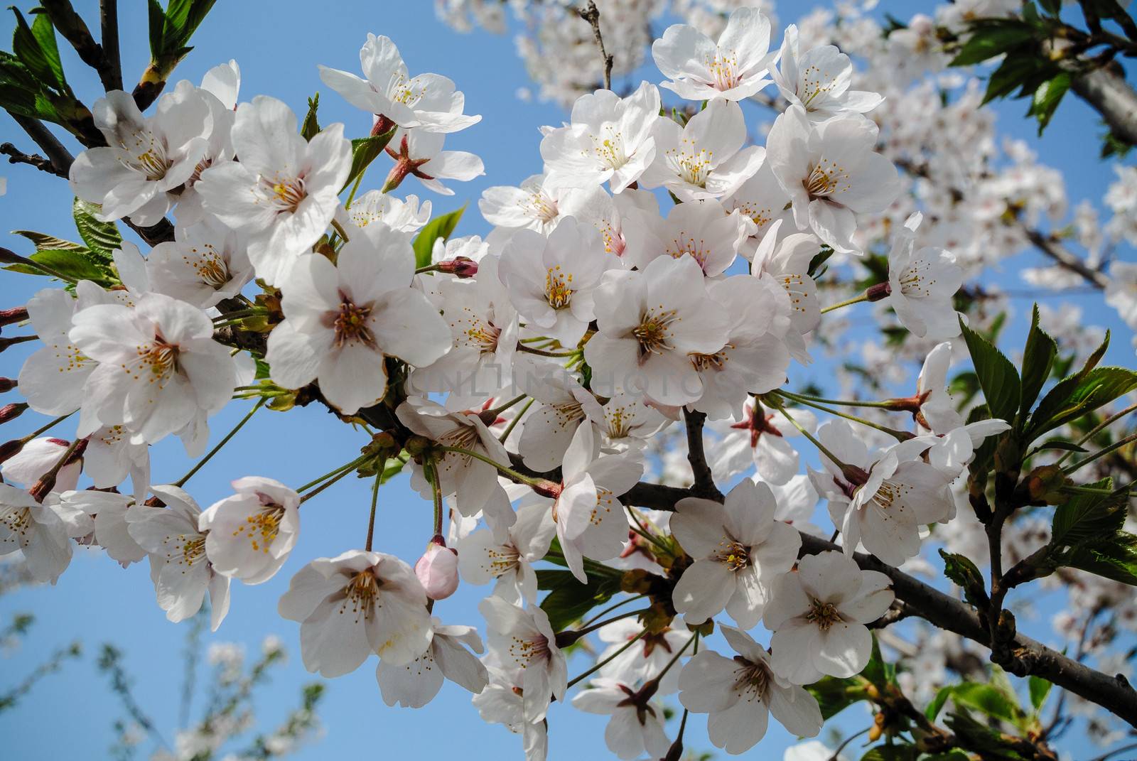 cerasus sargentii rehder in Yuyuantan park of spring Beijing.