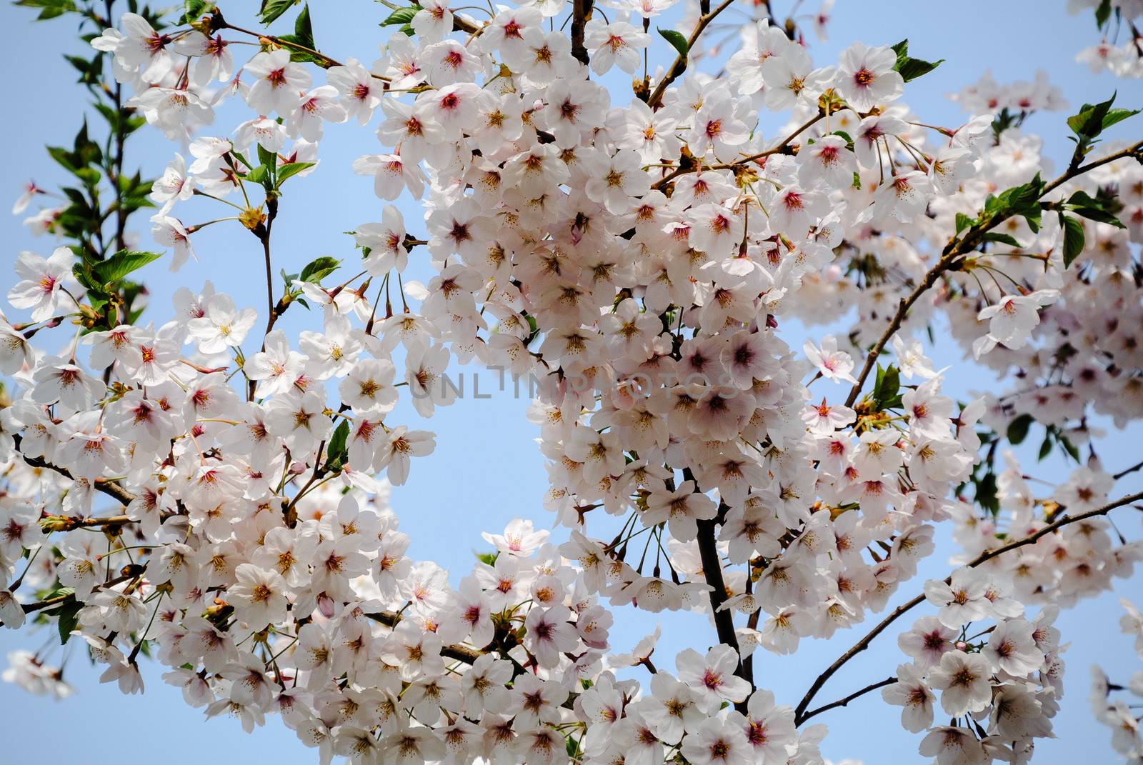 cerasus sargentii rehder in Yuyuantan park of spring Beijing.