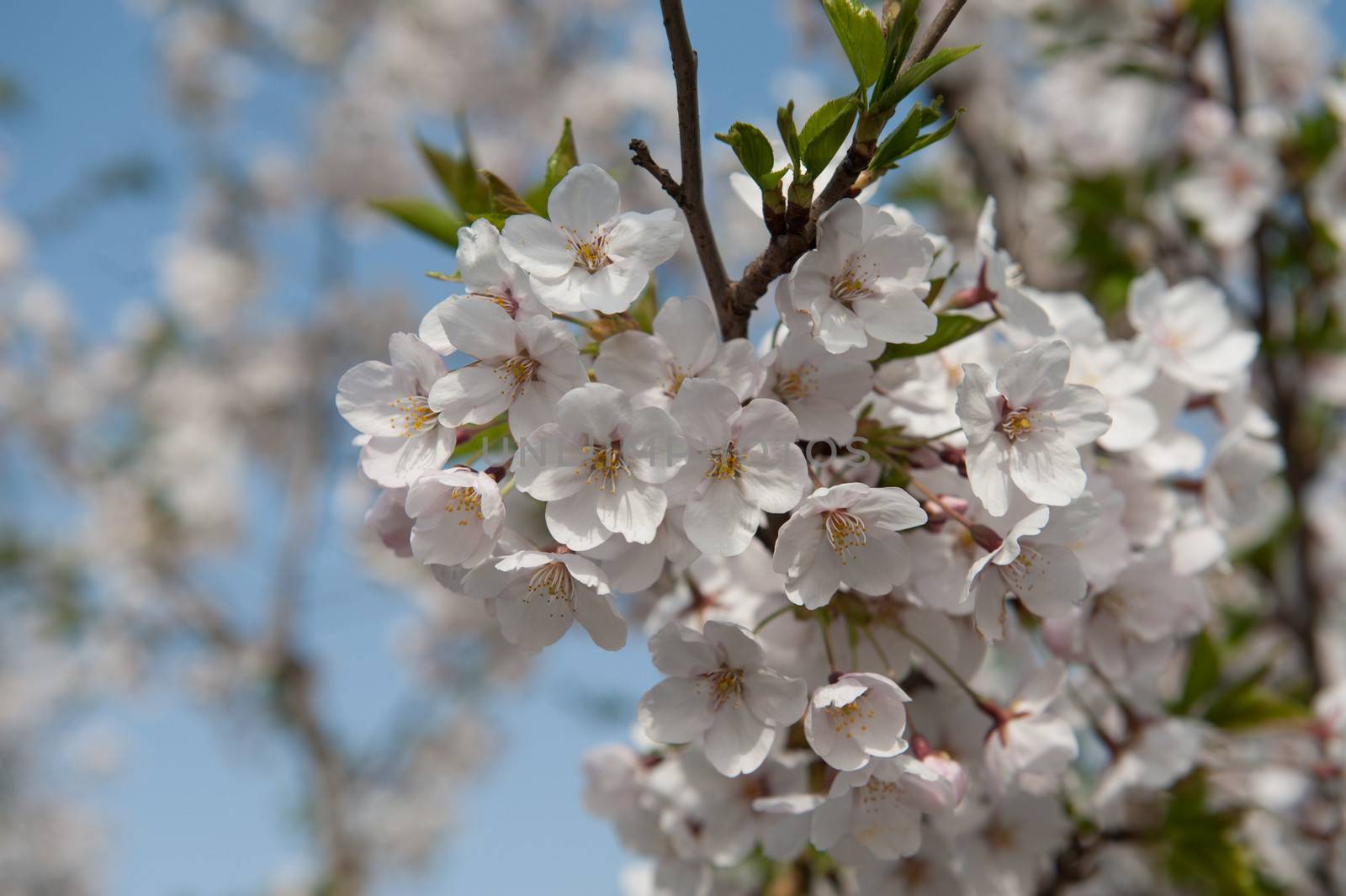 cerasus sargentii rehder in Yuyuantan park of spring Beijing.