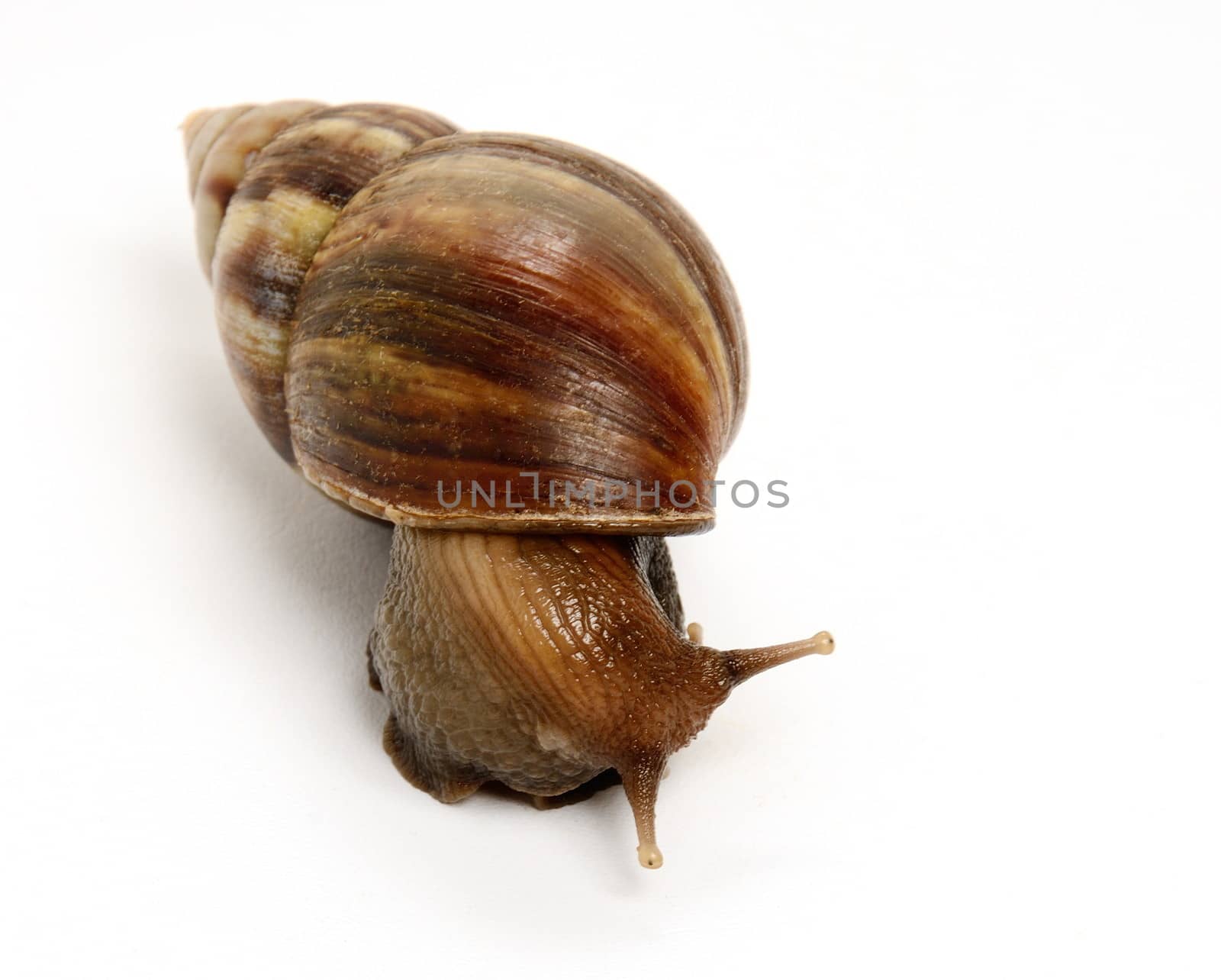 Snail isolated on white background, Close-up view
