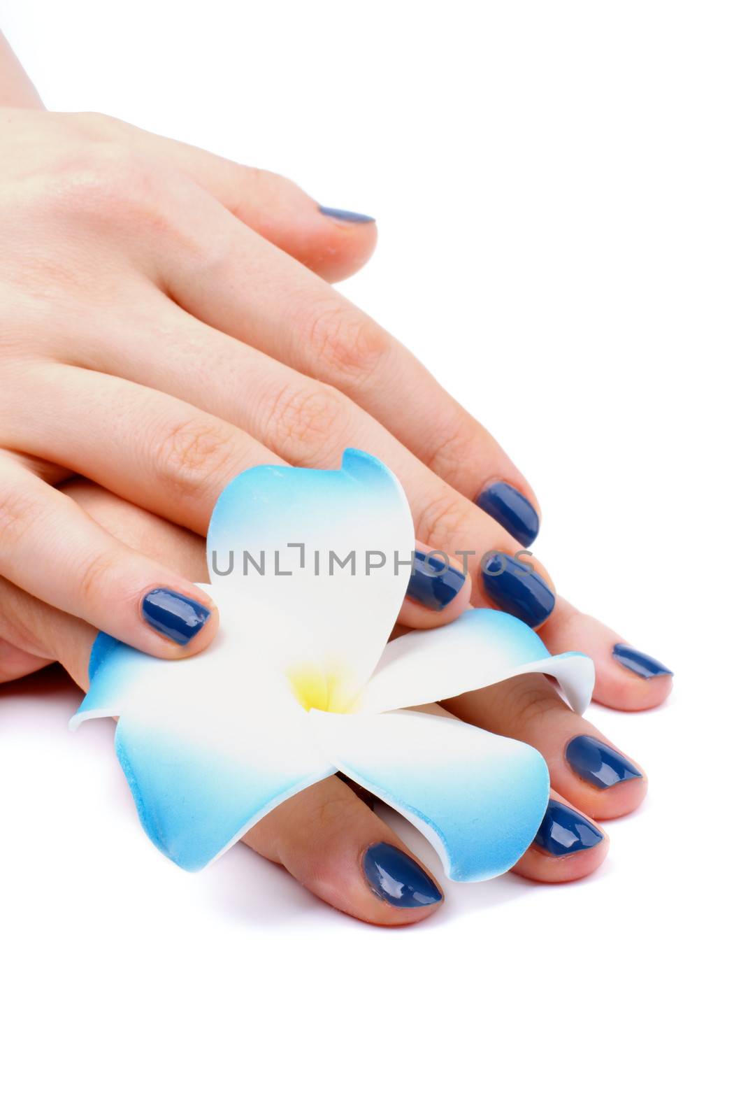 Woman's Hands with Blue Manicure and White-Blue Flower of Frangipanis isolated on white background