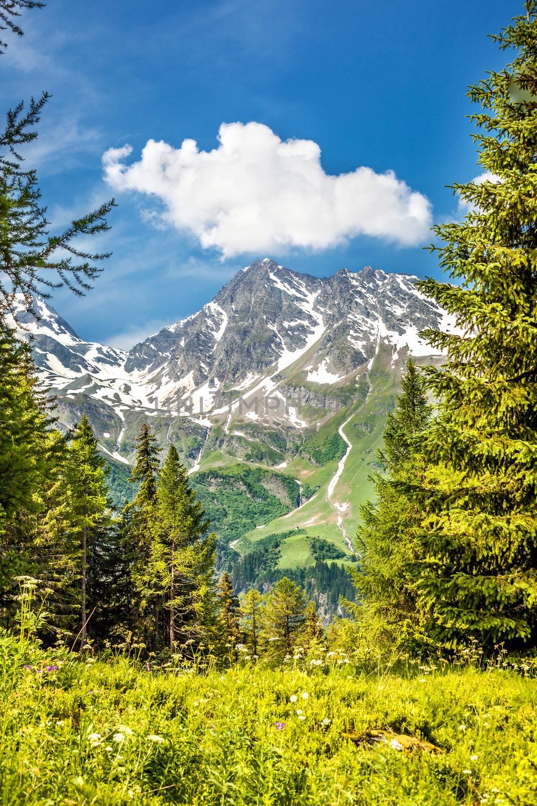 Mountain landscape and fir tree forest