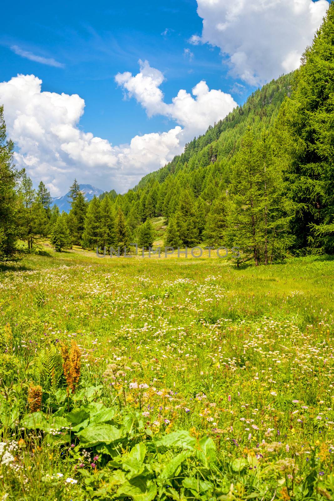 Meadow in mountain by TristanBM