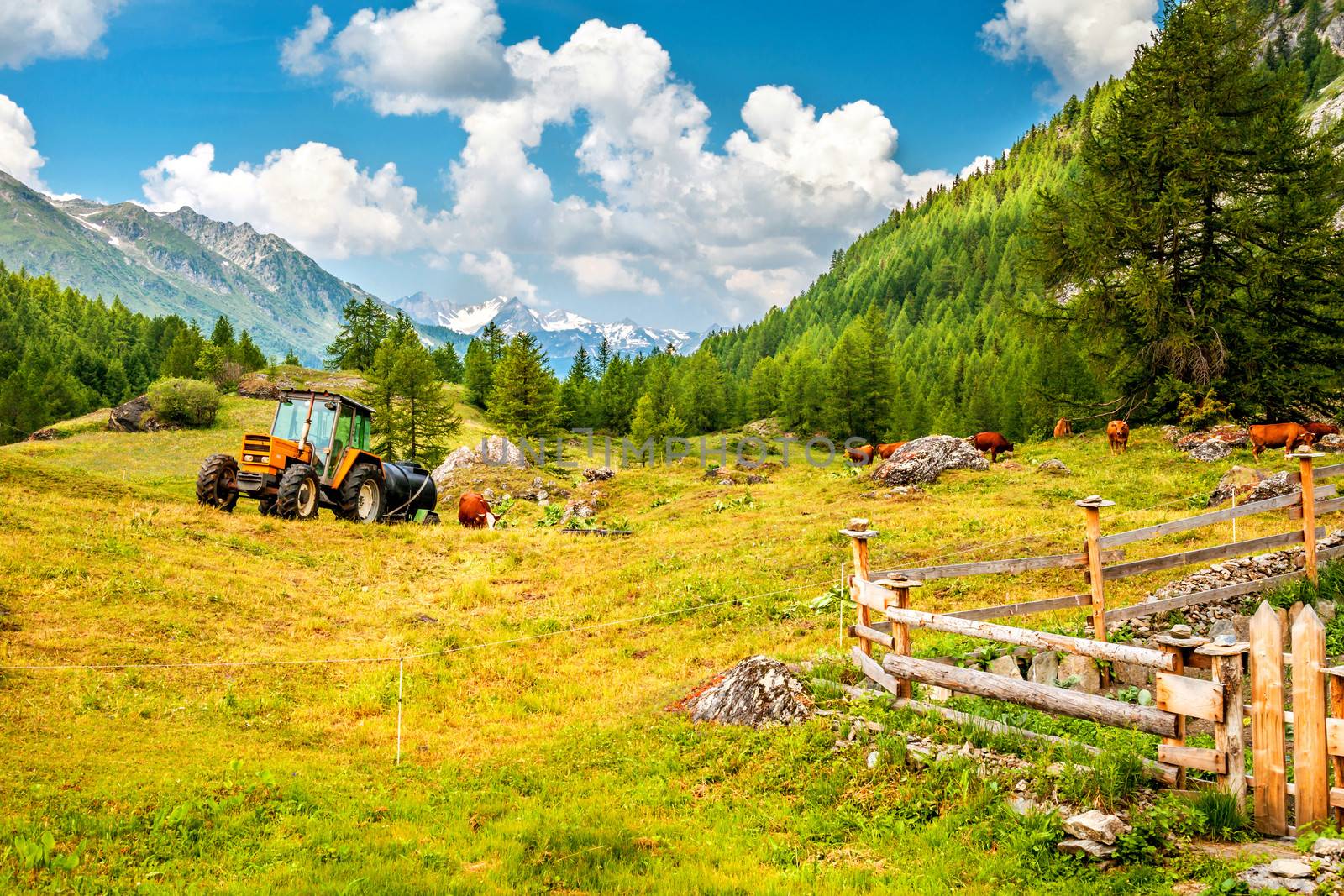 A farm in the Alps, with a tractor and a herd of cows and mountains n in background