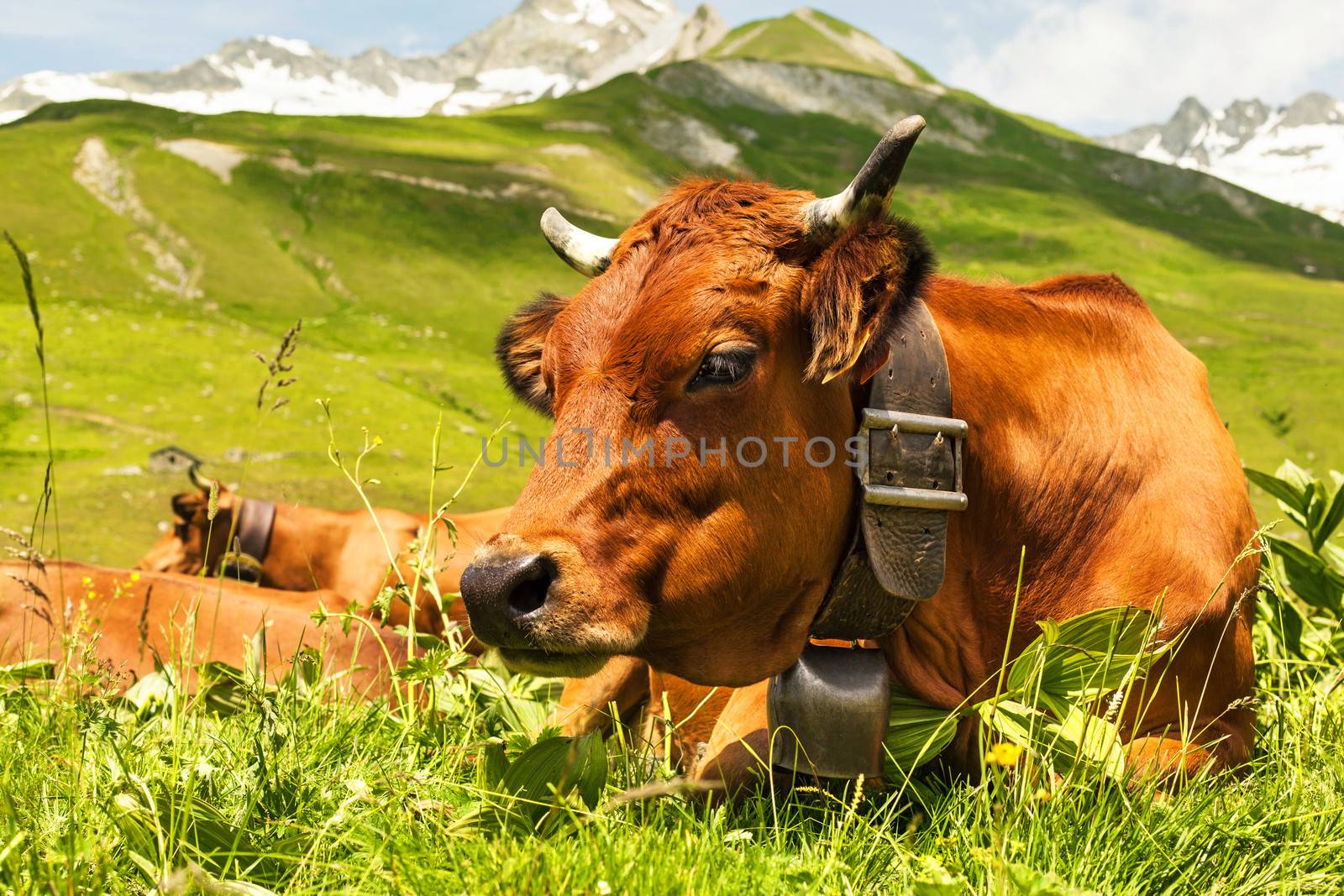 Close up view of a cow in an alpine meadow