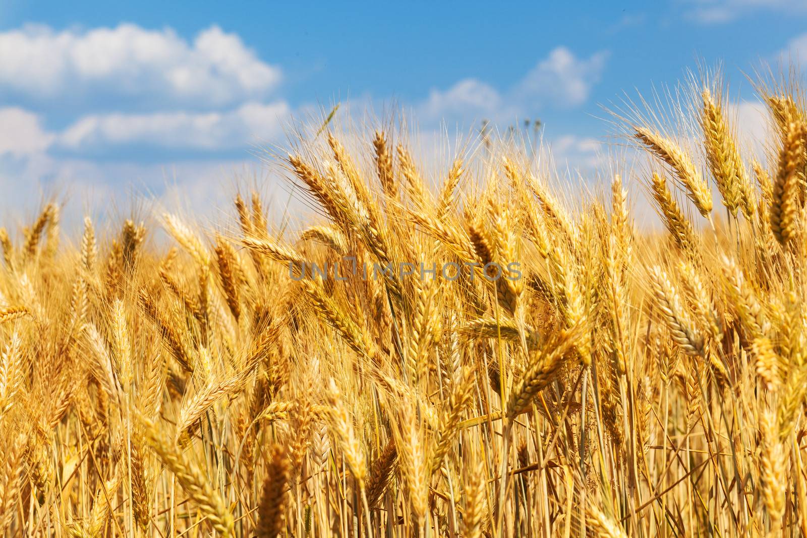 Close up view of a ears of wheat and cloudy blue sky on background