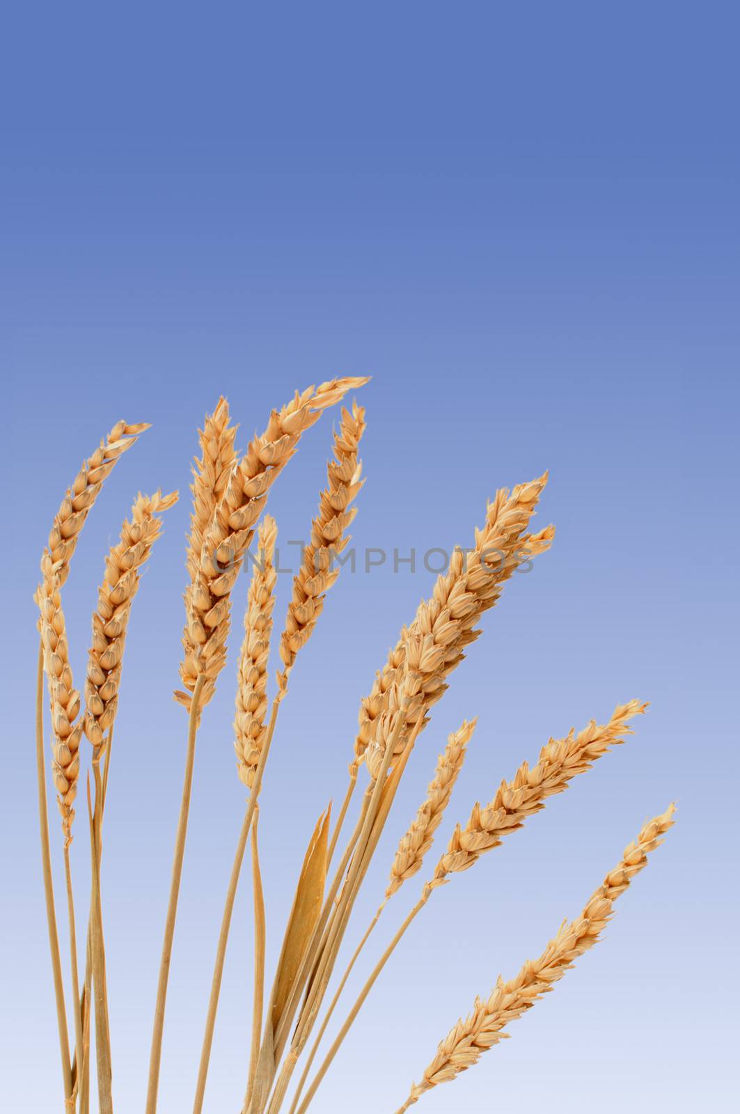 Closeup of wheat crop against a blue sky