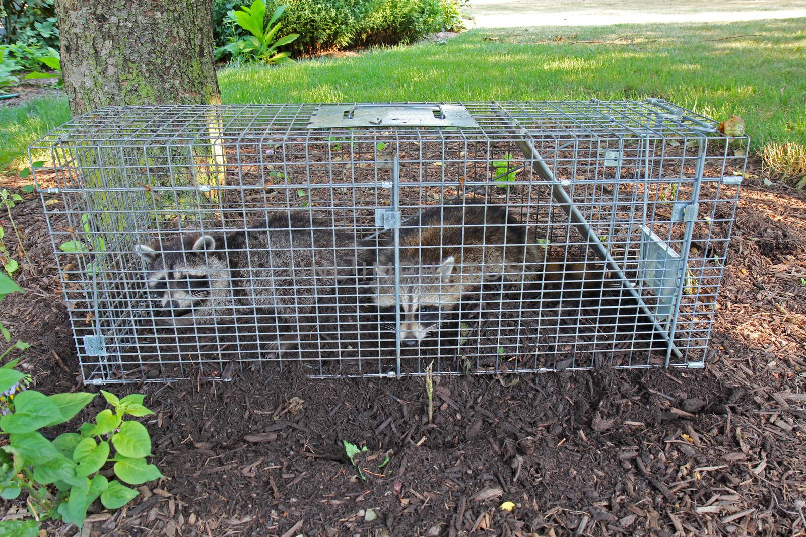 Two raccoons (Procyon lotor) caught in a live trap by sgoodwin4813
