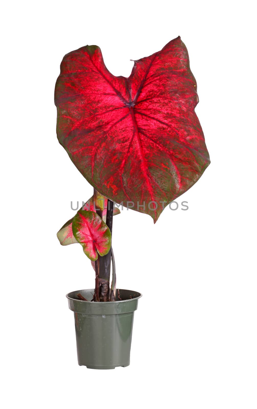 Small potted caladium plant ready for transplanting by sgoodwin4813