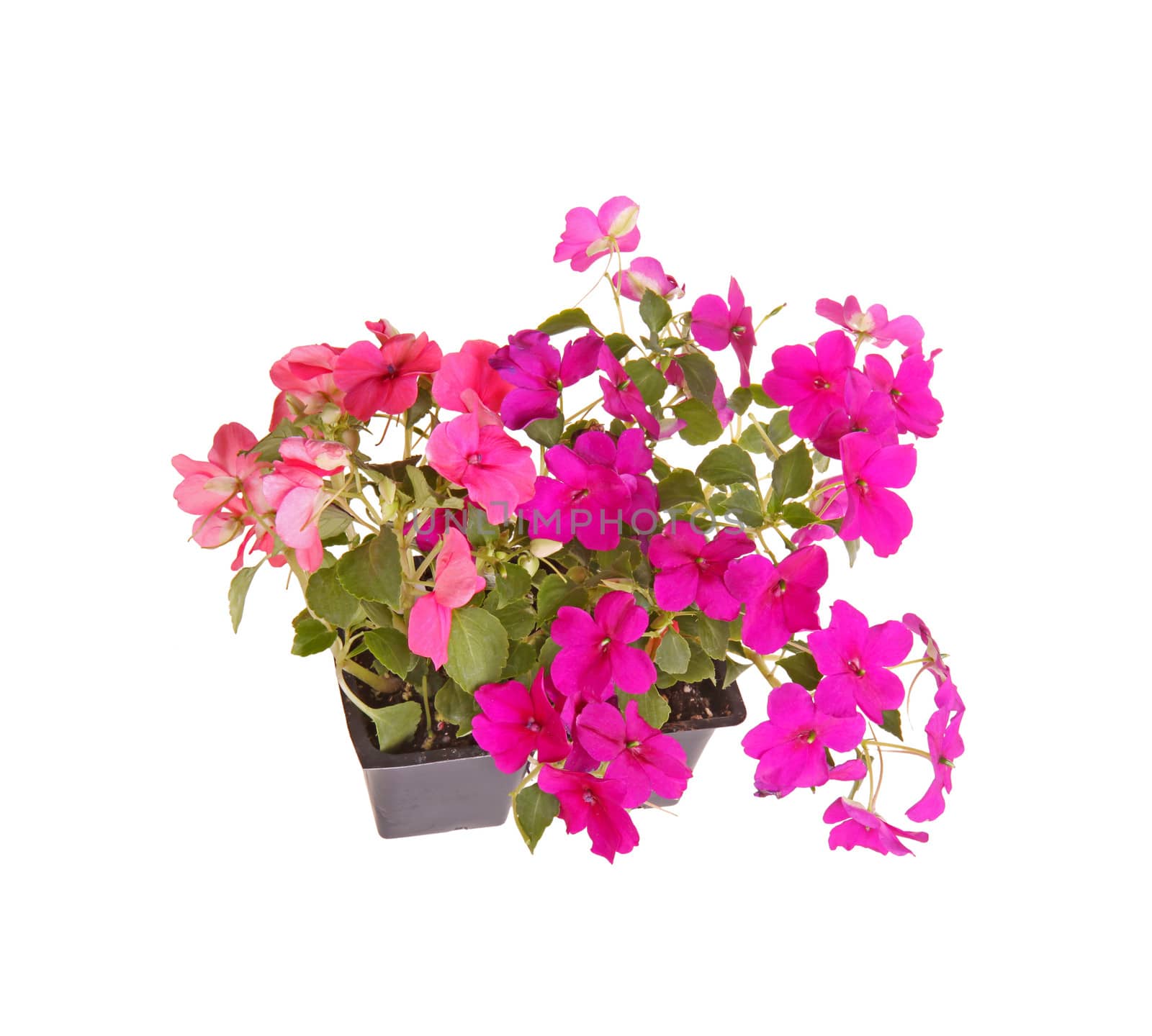 Pack containing two seedlings of impatiens plants (Impatiens wallerana) flowering in pink and purple ready for transplanting into a home garden isolated against a white background