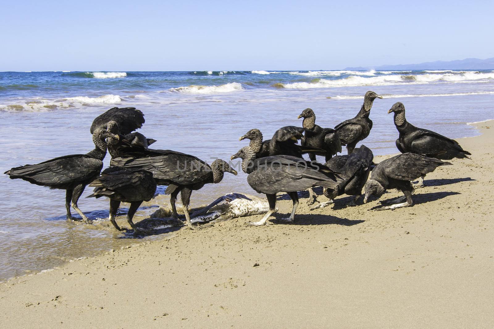 A group of black vultures pick the carcass of a dead fish clean on a beach in Costa Rica.