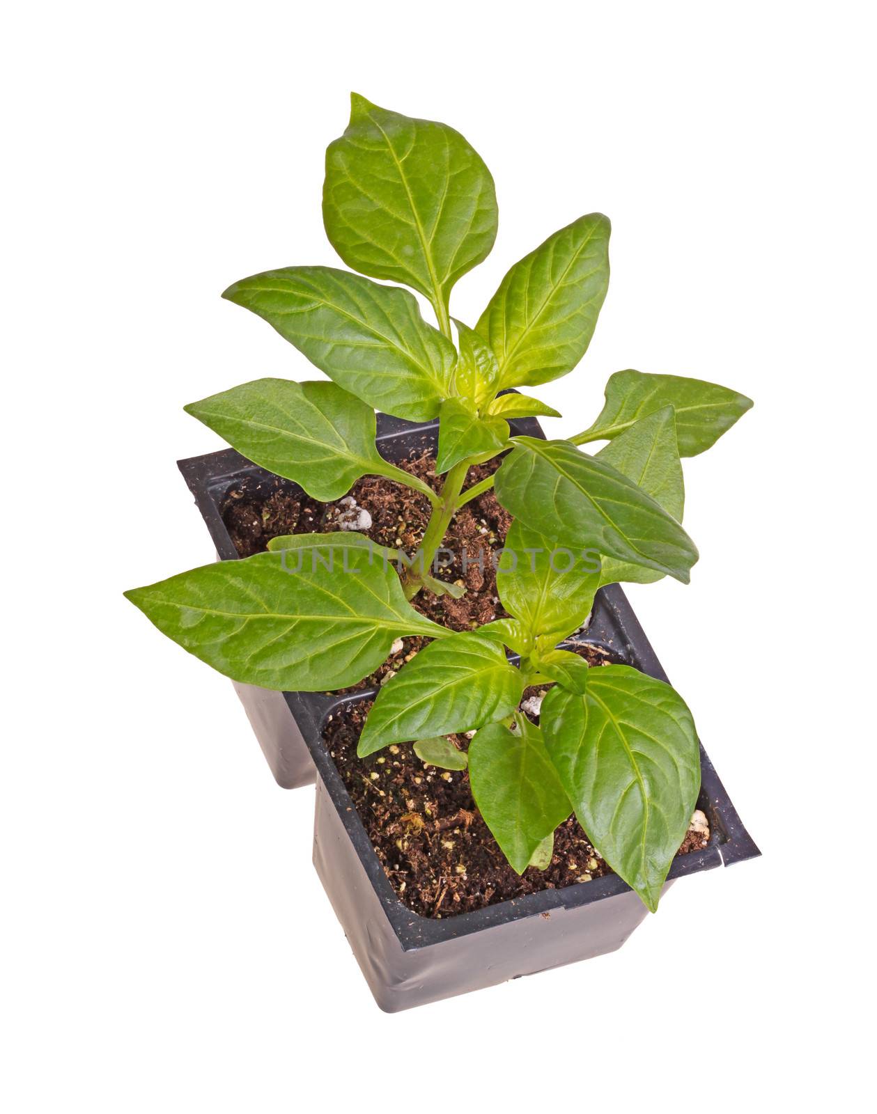Two seedlings of sweet bell pepper plants by sgoodwin4813