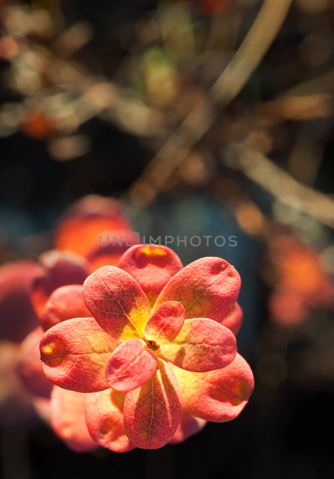 Autumn leaves in sunset light (Bog bilberry or northern bilberry) on the dark background