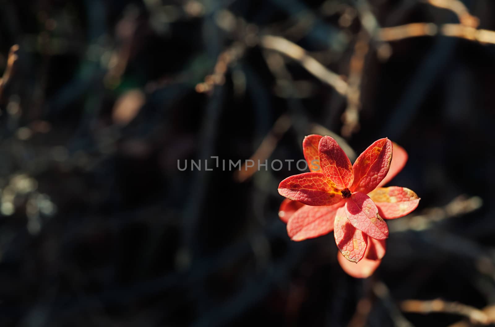 Autumn leaves in sunset light (Bog bilberry or northern bilberry) on the dark background