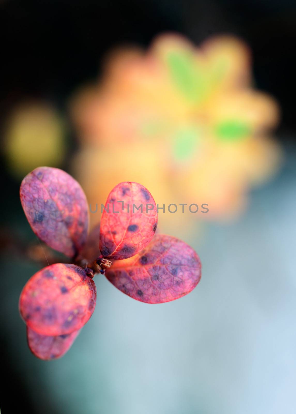 Autumn leaves in sunset light (Bog bilberry or northern bilberry) on the dark background Autumn leaves in sunset light (Bog bilberry or northern bilberry) on the dark background