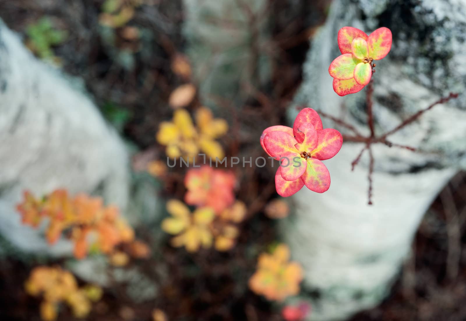 Autumn leaves in sunset light (Bog bilberry or northern bilberry) on the dark background