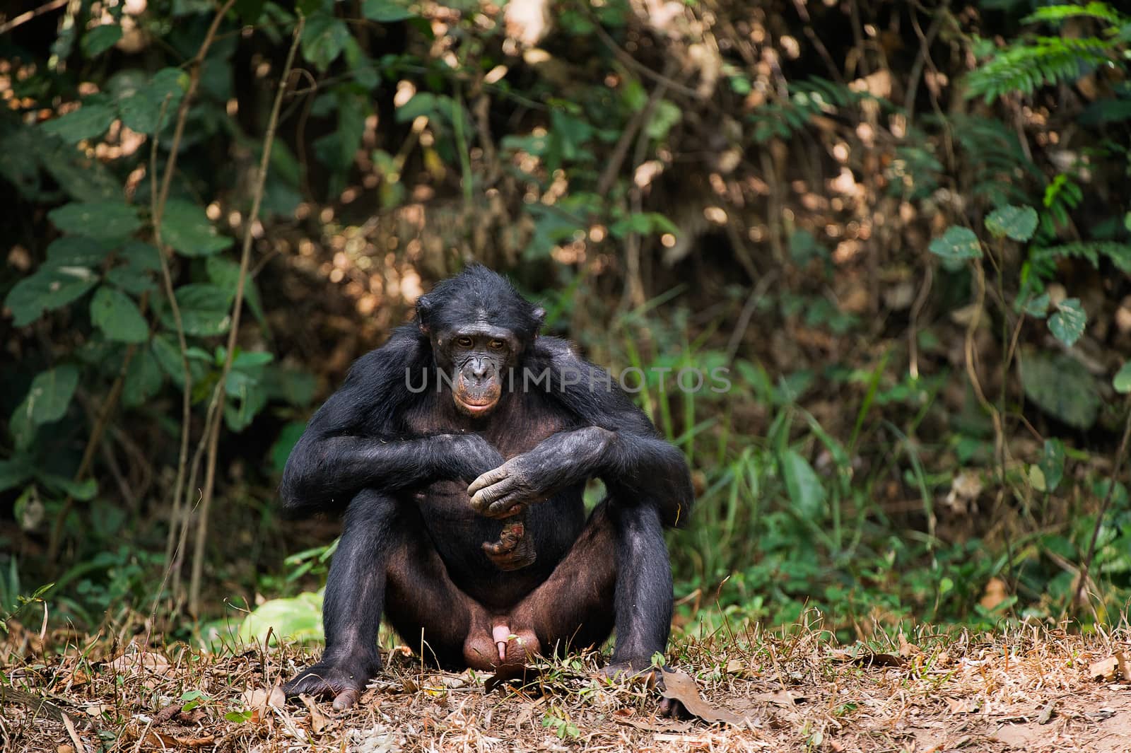 Bonobo  ( Pan paniscus)   portrait. At a short distance, close up. The Bonobo ( Pan paniscus),  called the pygmy chimpanzee