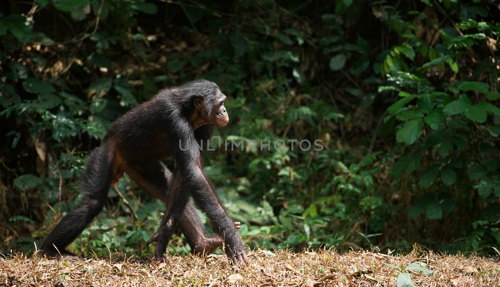 Walking Bonobo  ( Pan paniscus)   portrait. At a short distance, close up. 