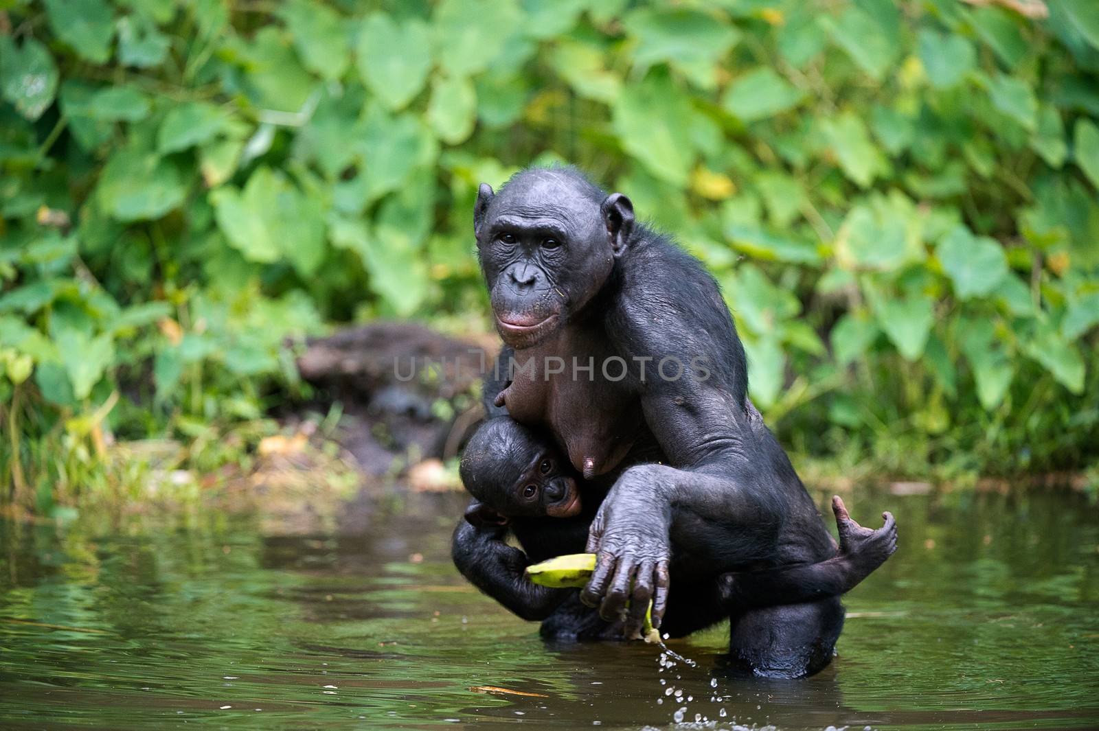 Bonobo  ( Pan paniscus) with cub in the water. At a short distance, close up. The Bonobo ( Pan paniscus),  called the pygmy chimpanzee. Democratic Republic of Congo. Africa