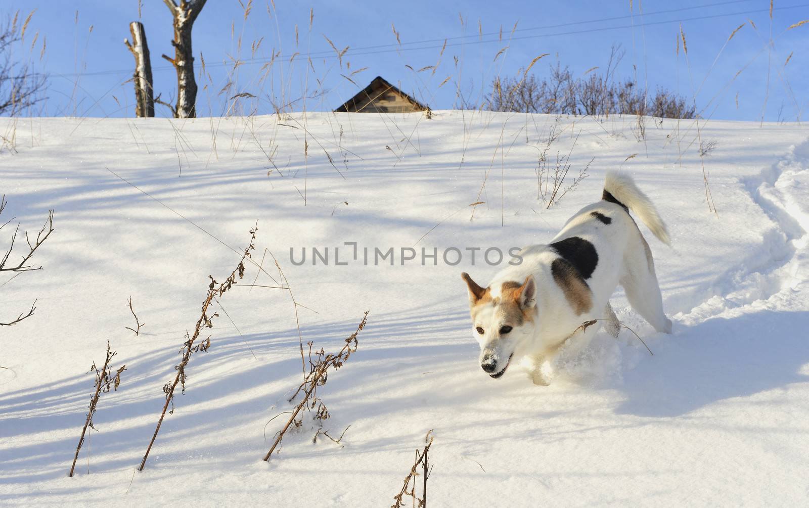 Dog quickly runs on snow. Shadow on the snow