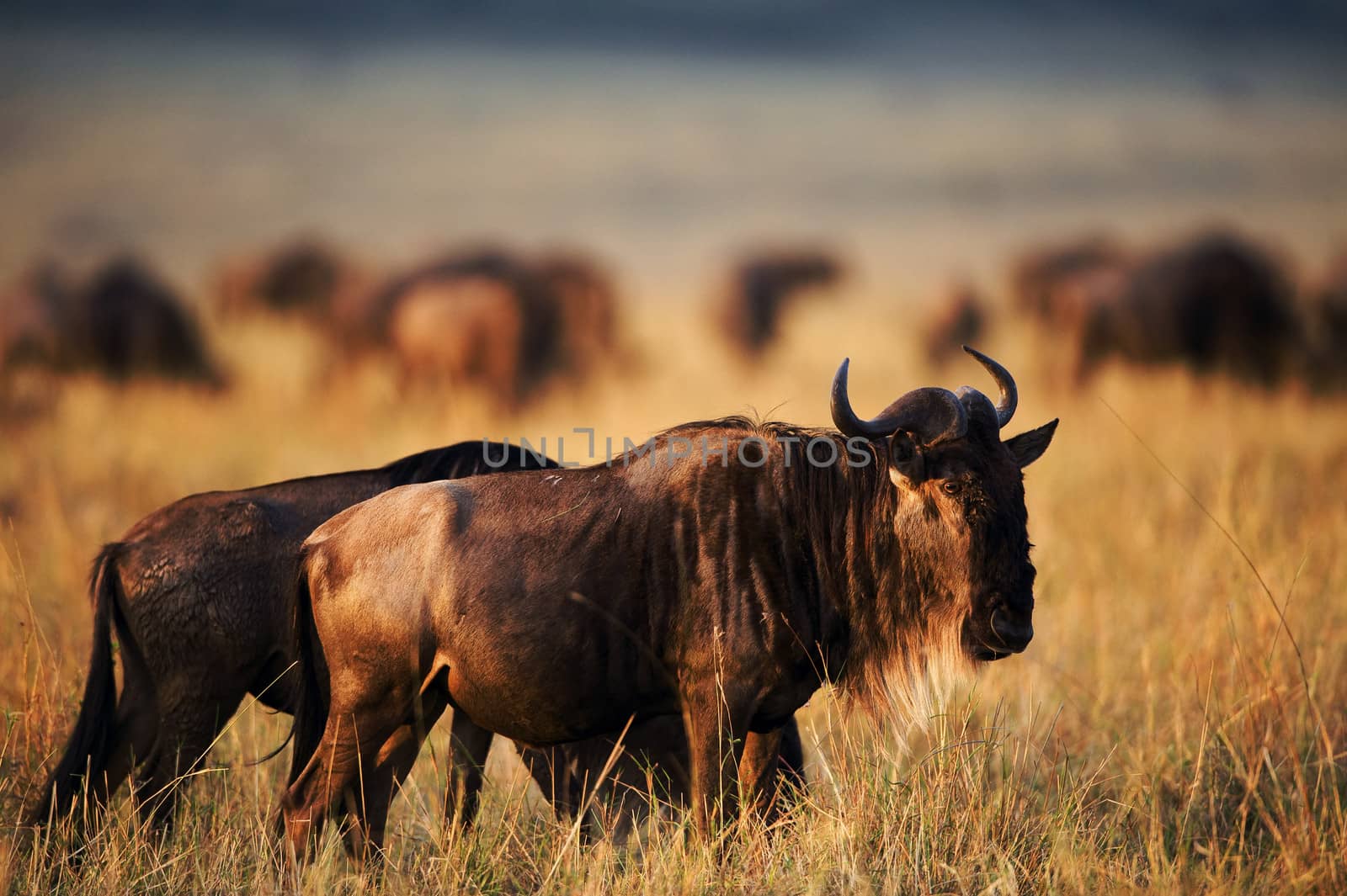  Black Wildebeest at sunset.  Africa.