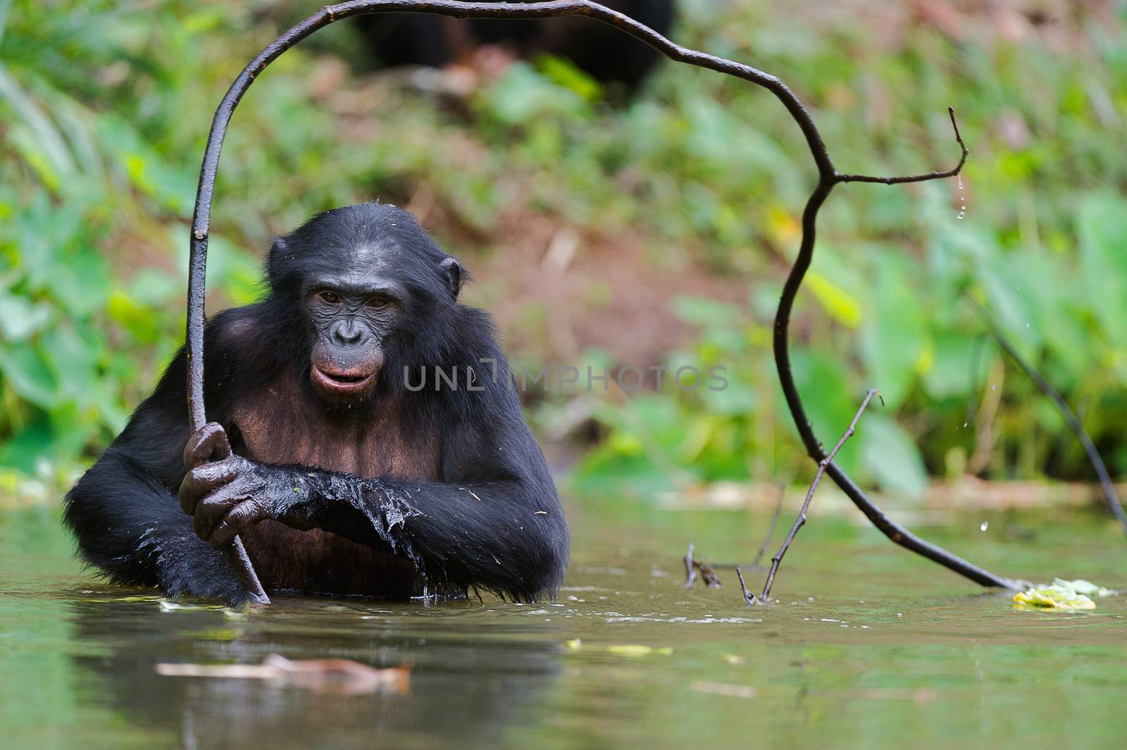 Bonobo  in the water with branch. At a short distance, close up. The Bonobo ( Pan paniscus),  called the pygmy chimpanzee. Democratic Republic of Congo. Africa