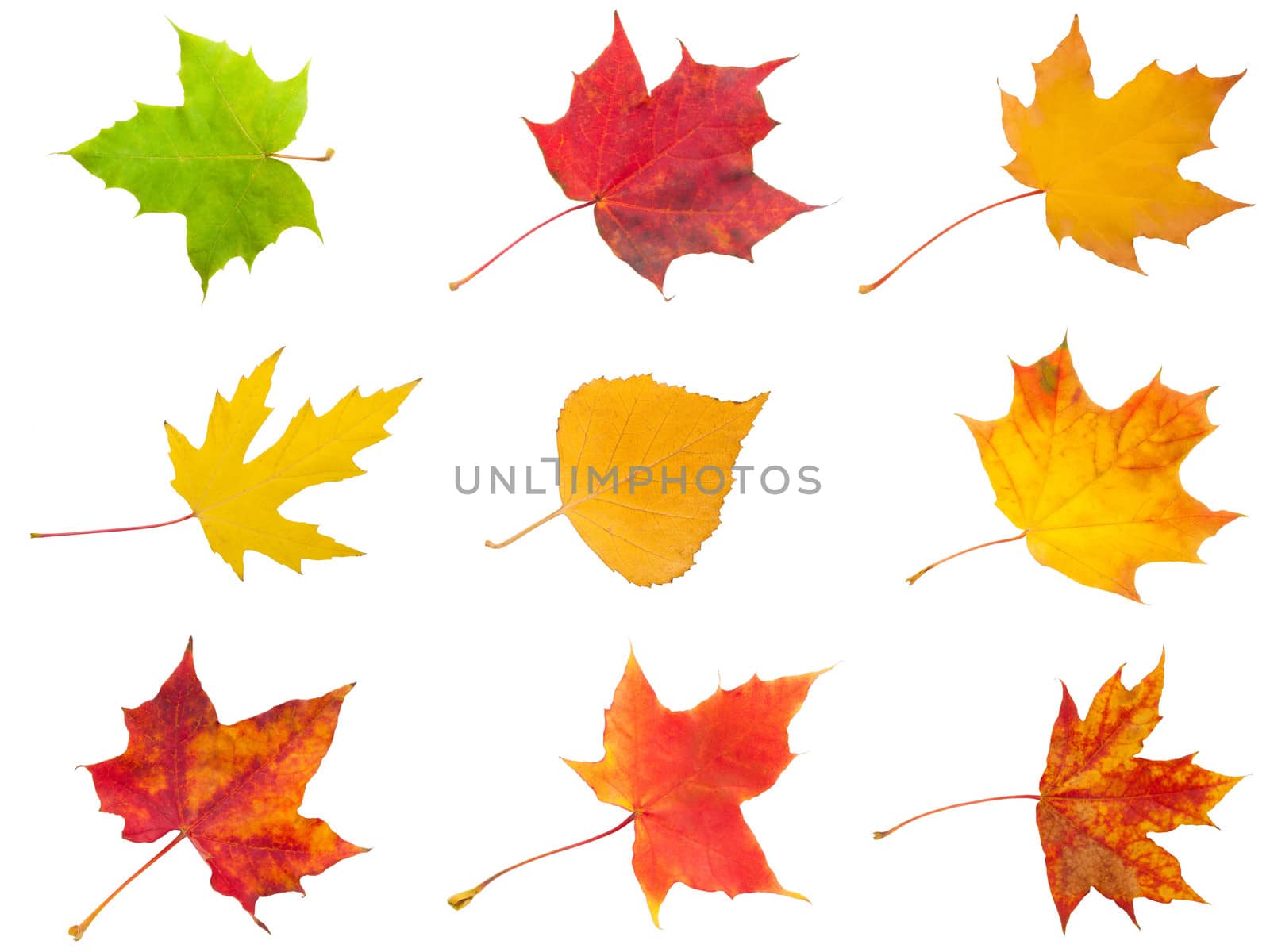 Collection of beautiful maple leaves isolated on white background