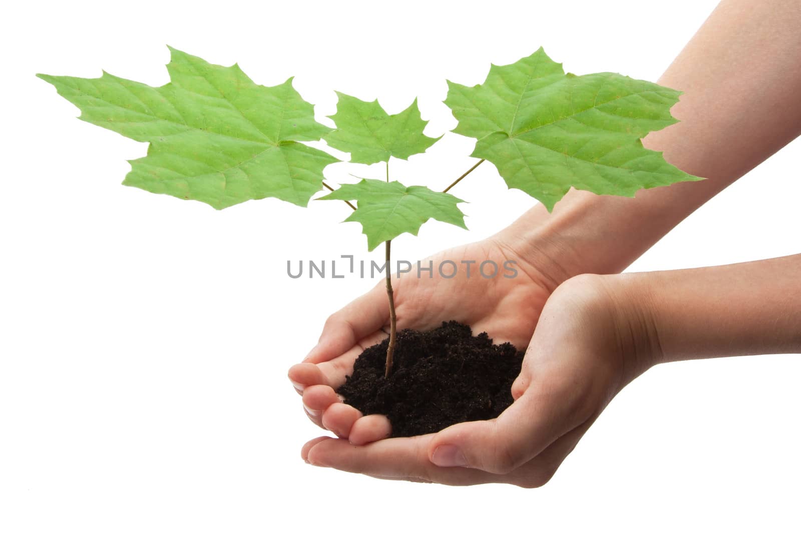 Hands holding small young tree isolated on white background