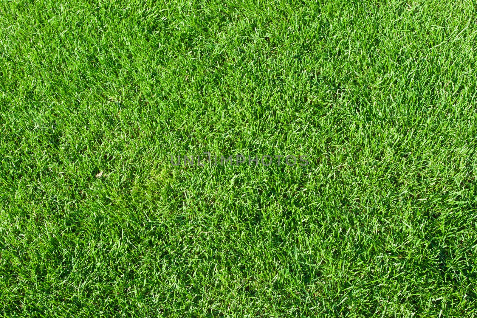 Green lush grass background under bright sunlight