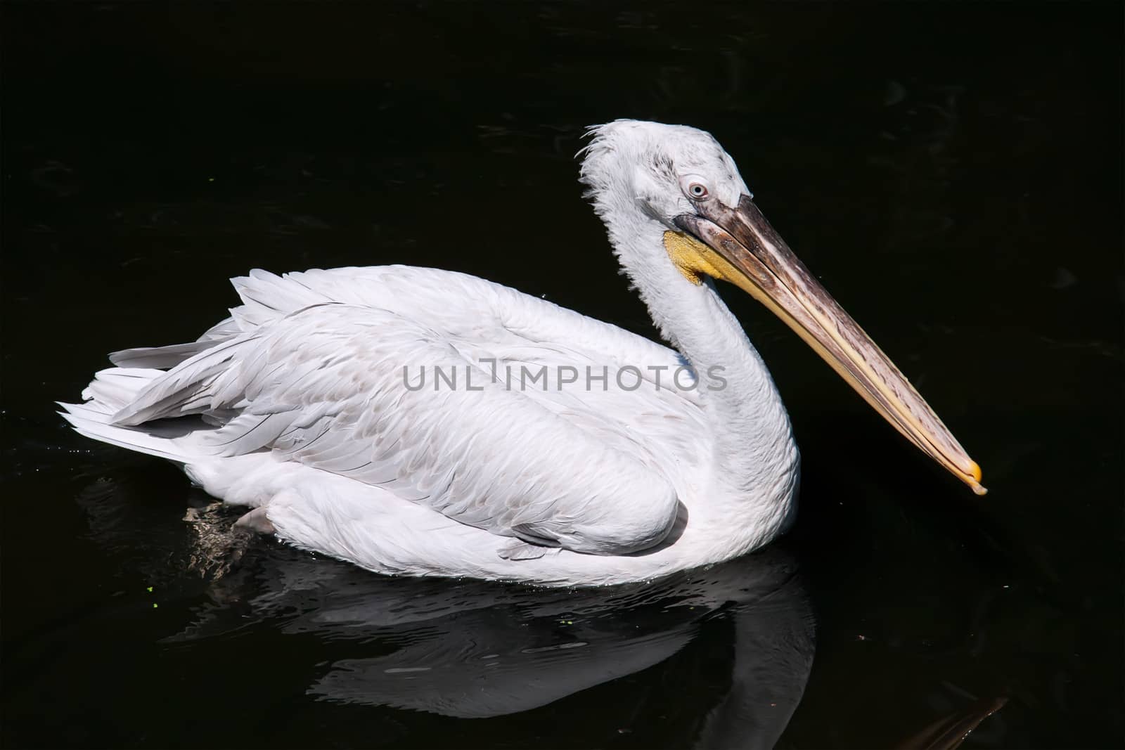 Beautiufl close-up photo of cute white pelican