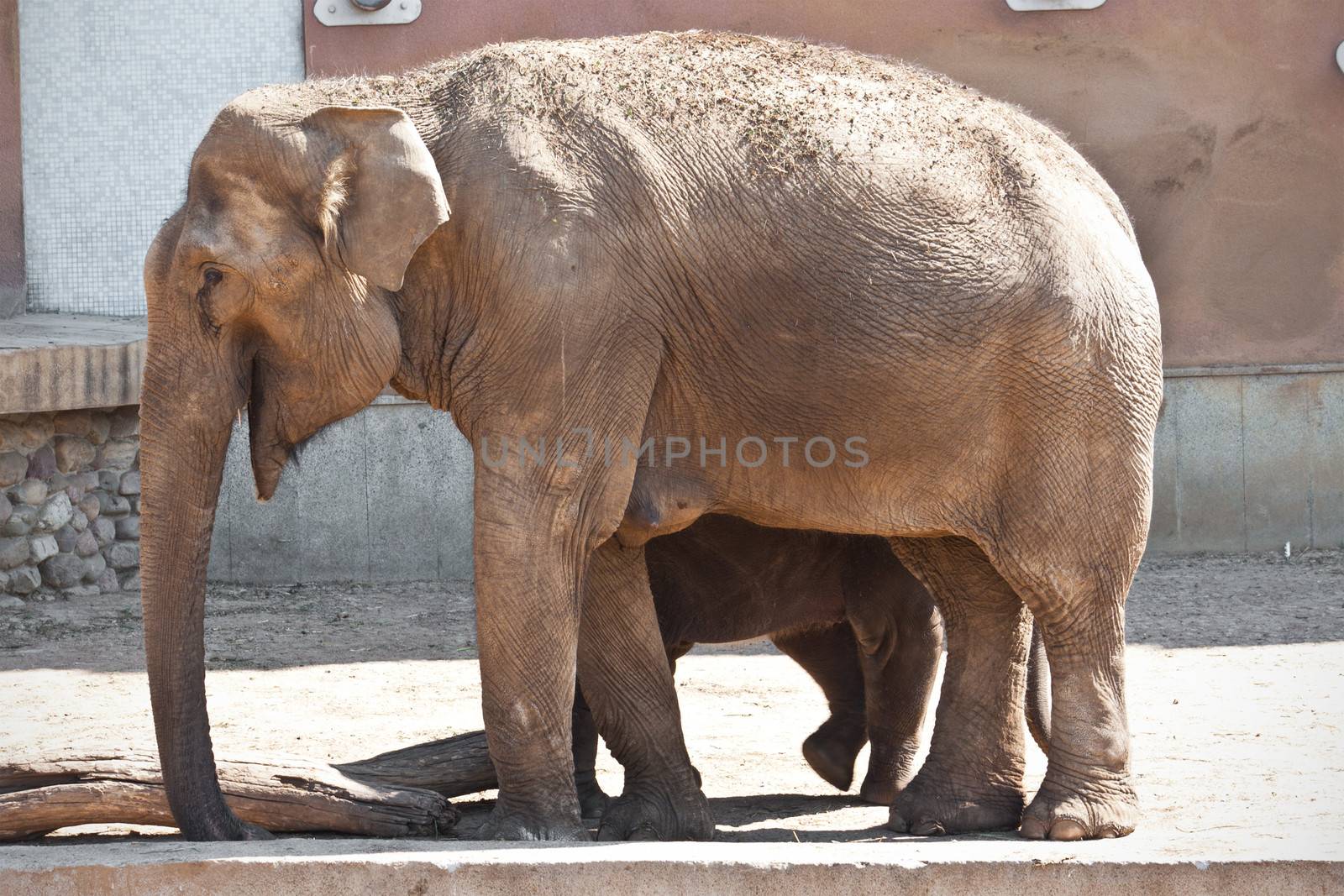 Huge elephant with its cute baby walking in zoo