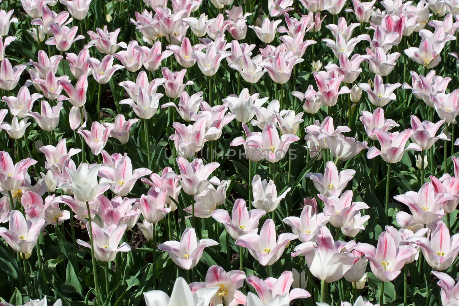 Beautiful colourful tulip flowers background in spring