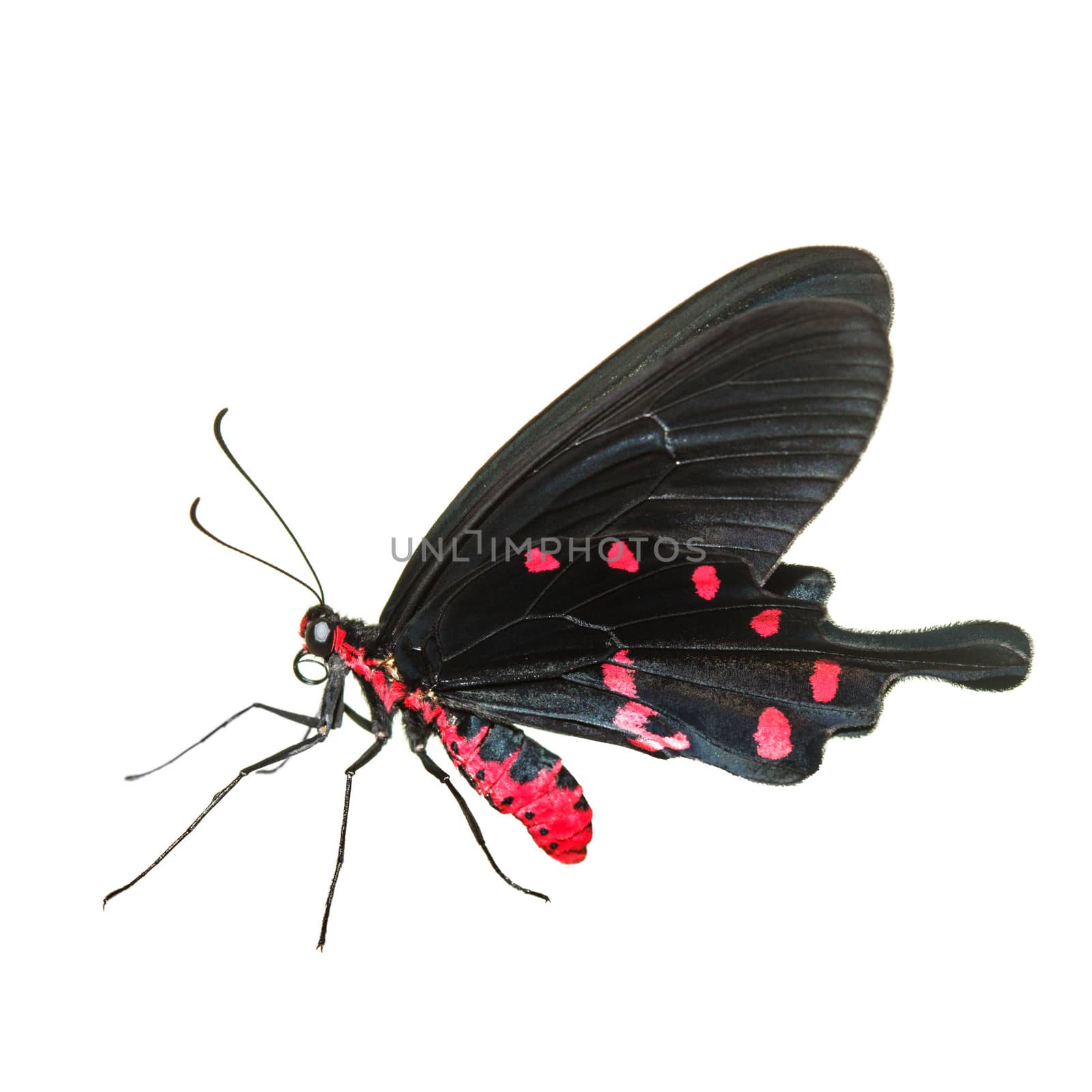 Tropical red and black - butterfly isolated on white background