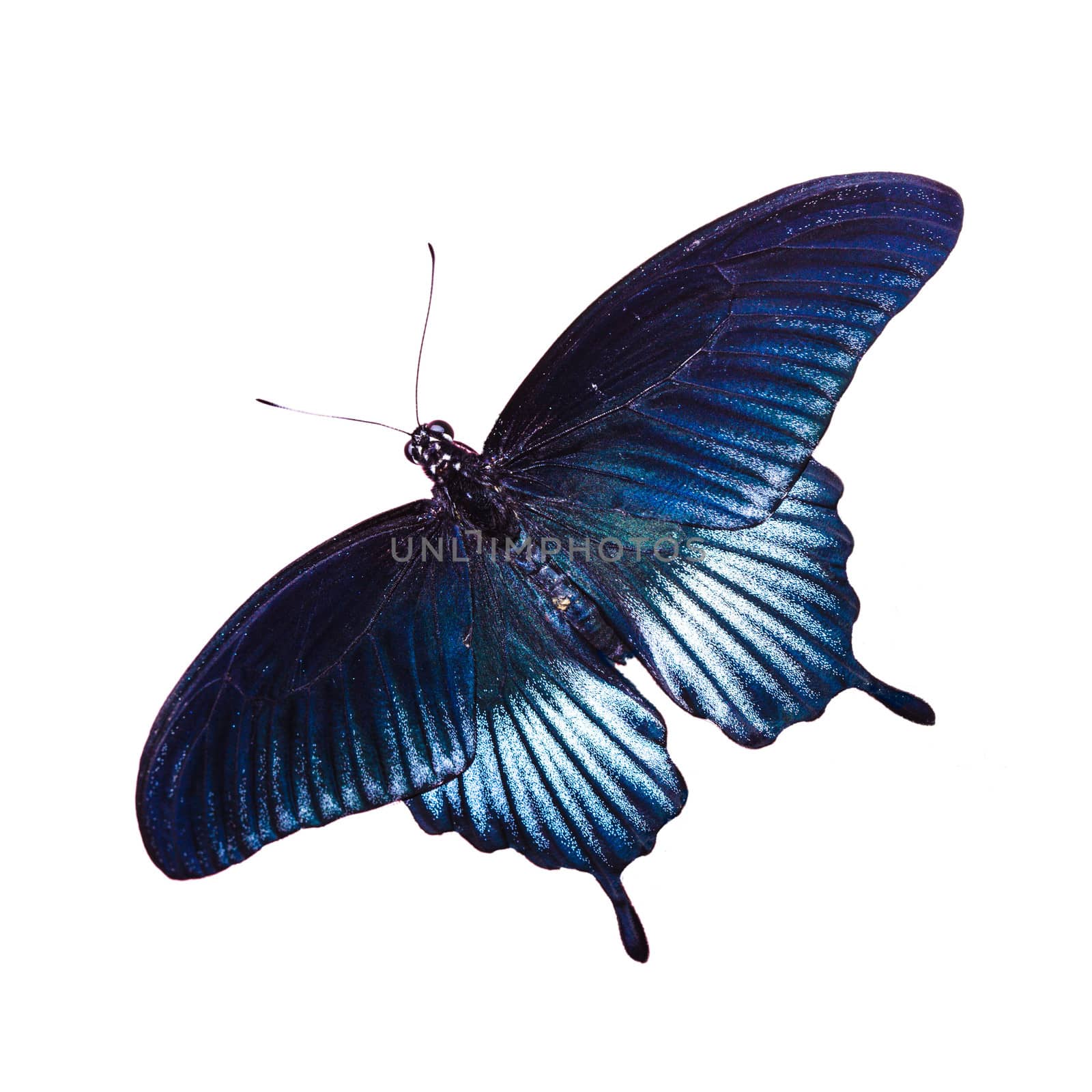 Tropical blue and black - butterfly isolated on white background