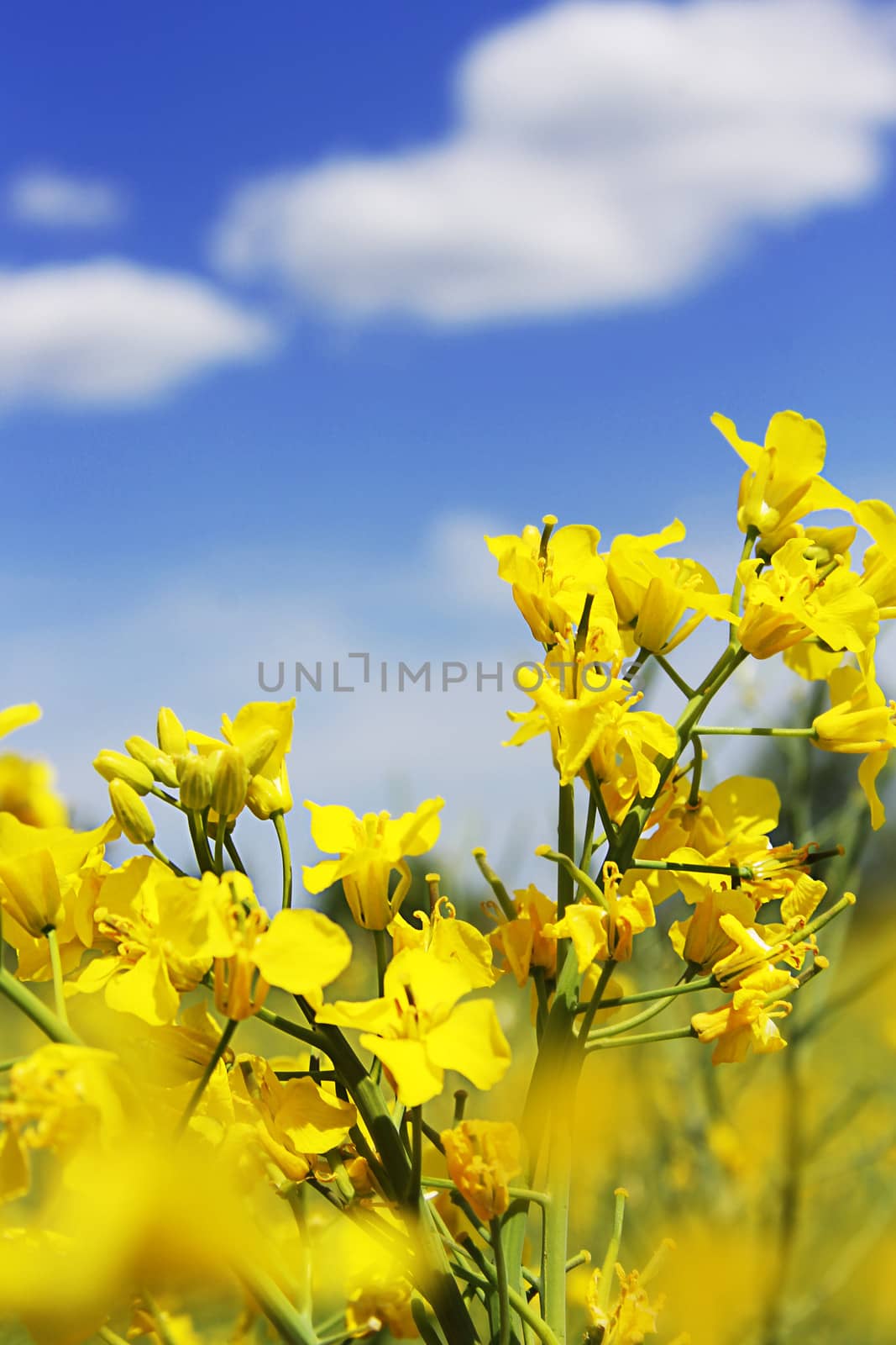 Rapeseed field flowers and blue sky with clouds