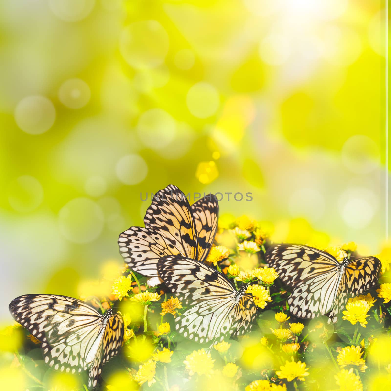 Idea leuconoe butterfly on the yellow .chrysanthemum