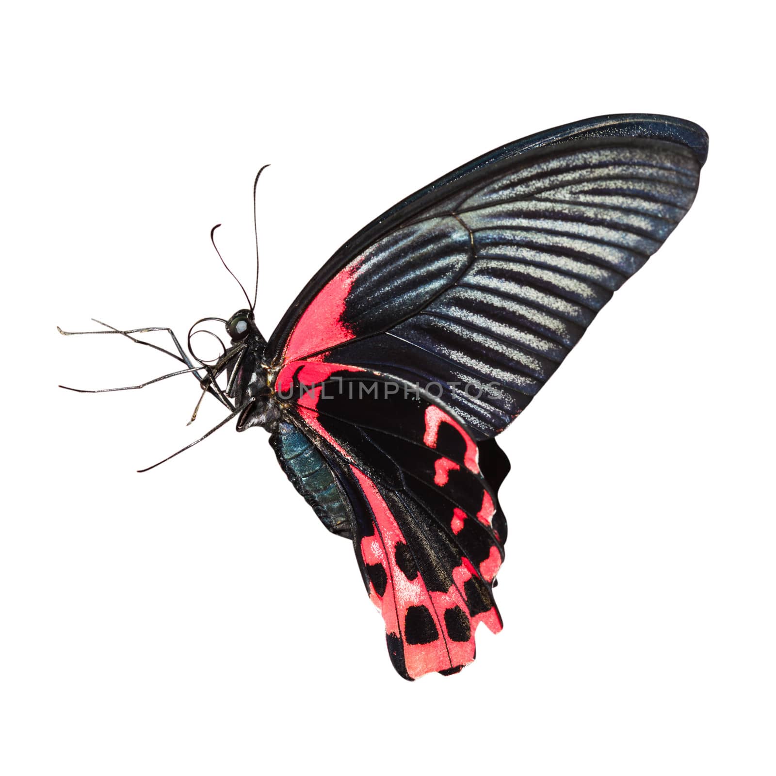 Tropical red and black - butterfly isolated on white background