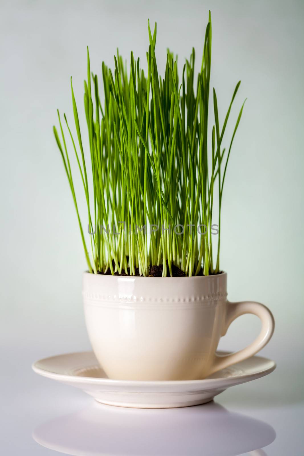 Green wheat in cup. Fresh wheat plant composition 