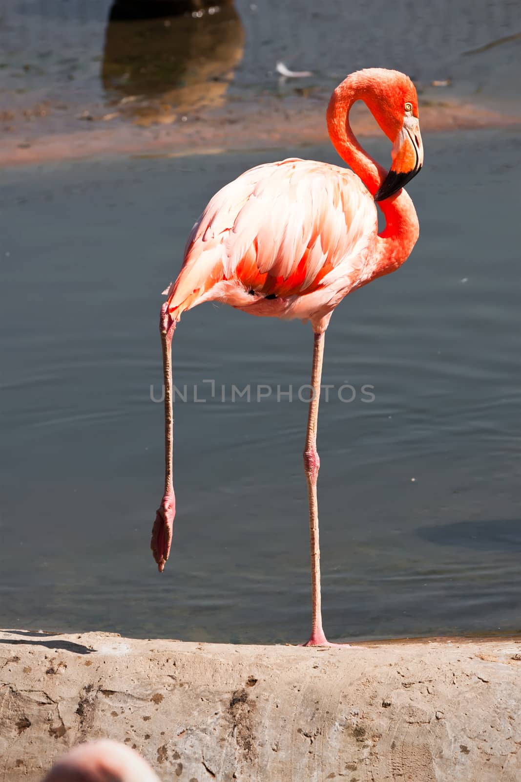 Flamingo by sailorr