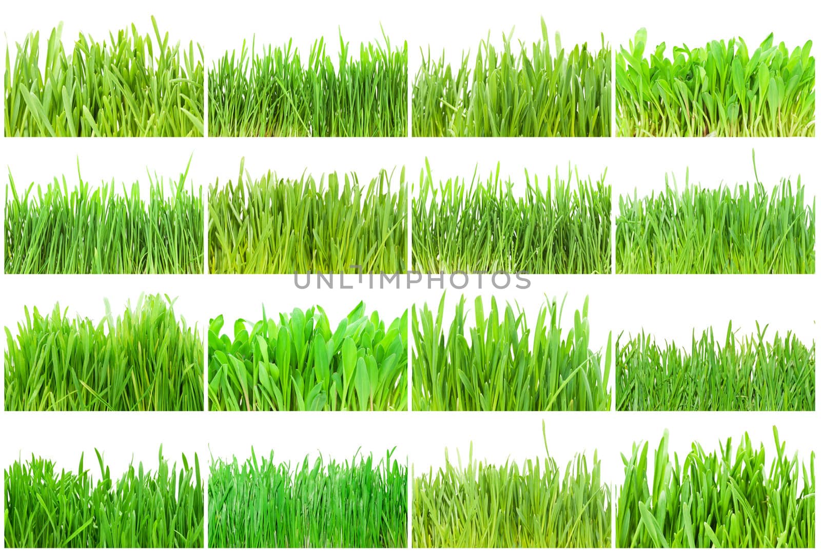 Fresh green grass isolated on white background