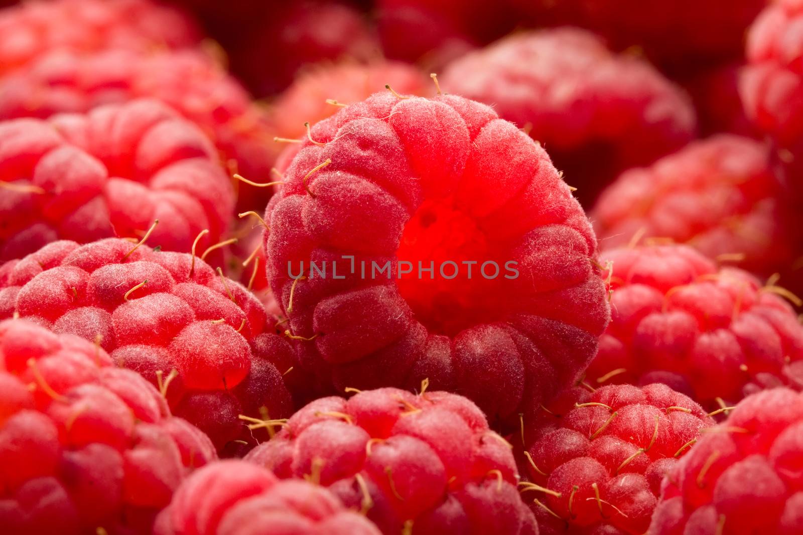 Many fresh red raspberries making beautiful background